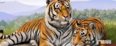 有华南虎、西伯利亚虎、巴厘虎、孟加拉虎、白虎等 老虎种类