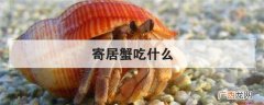 寄居蟹是一种杂食性的动物,只要能吃得下,它什么都吃,正因为如
