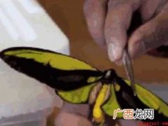 蝴蝶标本怎么做的具体操作步骤 蝴蝶标本怎么做