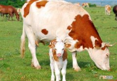 养牛必须打哪些疫苗 牛巴氏杆菌病灭活菌苗 养牛必须打哪些疫苗