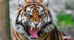 世界上最大的老虎是什么虎